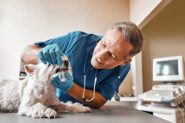 Best Broken or Cracked Tooth Emergency Dentist in Joshua Tree, CA